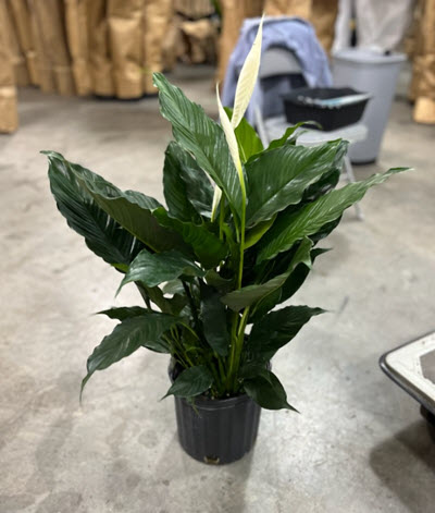 8" Spathiphyllum Peace Lily 